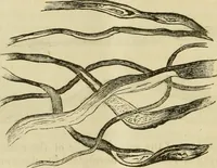 An illustration from Report of the Flax and hemp commission (1865)