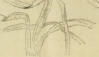 An illustration from Report of the Flax and hemp commission (1865)