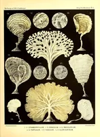 An illustration from Report on the scientific results of the voyage of H. M. S. Challenger during the the years 1873-76 under the command of Captain George S. Nares... and the late Captain Frank Tourle Thomson, R. N (1880)