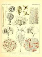 An illustration from Report on the scientific results of the voyage of H. M. S. Challenger during the the years 1873-76 under the command of Captain George S. Nares... and the late Captain Frank Tourle Thomson, R. N (1880)