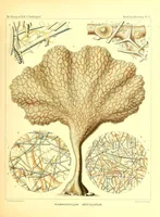 An illustration from Report on the scientific results of the voyage of H. M. S. Challenger during the the years 1873-76 under the command of Captain George S. Nares... and the late Captain Frank Tourle Thomson, R. N (1880)