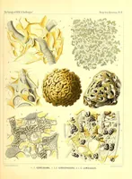 Picture 4 of 4 from Report on the scientific results of the voyage of H. M. S. Challenger during the the years 1873-76 under the command of Captain George S. Nares... and the late Captain Frank Tourle Thomson, R. N (1880), leaf 121