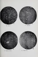 An illustration from Reports (1908)