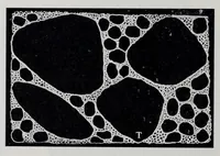 An illustration from Reports (1908)