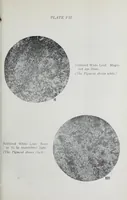An illustration from Reports (1908)