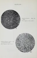 An illustration from Reports (1908)