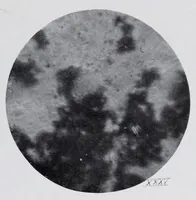 Picture 16 of 16 from Reports (1908), leaf 655