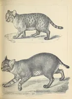 Picture 2 of 7 from Reports of explorations and surveys, to ascertain the most practicable and economical route for a railroad from the Mississippi River to the Pacific Ocean (1855), leaf 213