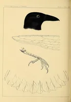 An illustration from Reports of explorations and surveys, to ascertain the most practicable and economical route for a railroad from the Mississippi River to the Pacific Ocean (1855)