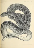 Picture 4 of 7 from Reports of explorations and surveys, to ascertain the most practicable and economical route for a railroad from the Mississippi River to the Pacific Ocean (1855), leaf 463