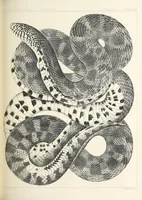 An illustration from Reports of explorations and surveys, to ascertain the most practicable and economical route for a railroad from the Mississippi River to the Pacific Ocean (1855)