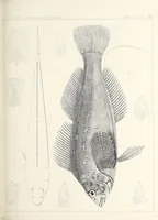 An illustration from Reports of explorations and surveys, to ascertain the most practicable and economical route for a railroad from the Mississippi River to the Pacific Ocean (1855)