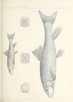 An illustration from Reports of explorations and surveys, to ascertain the most practicable and economical route for a railroad from the Mississippi River to the Pacific Ocean (1855)