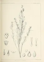 An illustration from Reports of explorations and surveys, to ascertain the most practicable and economical route for a railroad from the Mississippi River to the Pacific Ocean (1855)