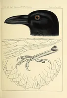 An illustration from Reports of explorations and surveys, to ascertain the most practicable and economical route for a railroad from the Mississippi River to the Pacific Ocean (1855)