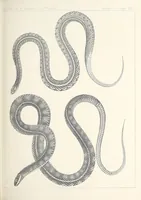 An illustration from Reports of explorations and surveys, to ascertain the most practicable and economical route for a railroad from the Mississippi River to the Pacific Ocean (1855)