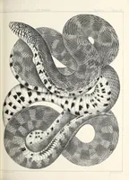 An illustration from Reports of explorations and surveys, to ascertain the most practicable and economical route for a railroad from the Mississippi River to the Pacific Ocean (1855)