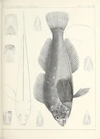 An illustration from Reports of explorations and surveys, to ascertain the most practicable and economical route for a railroad from the Mississippi River to the Pacific Ocean (1855)