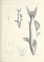 An illustration from Reports of explorations and surveys, to ascertain the most practicable and economical route for a railroad from the Mississippi River to the Pacific Ocean (1855)