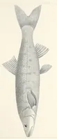 Picture 1 of 8 from Reports of explorations and surveys, to ascertain the most practicable and economical route for a railroad from the Mississippi River to the Pacific Ocean (1855), leaf 503