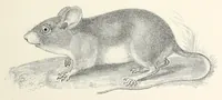 An illustration from Reports of explorations and surveys, to ascertain the most practicable and economical route for a railroad from the Mississippi River to the Pacific Ocean (1855)