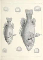 An illustration from Reports of explorations and surveys, to ascertain the most practicable and economical route for a railroad from the Mississippi River to the Pacific Ocean (1855)