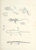 Picture 5 of 8 from Reports of explorations and surveys, to ascertain the most practicable and economical route for a railroad from the Mississippi River to the Pacific Ocean (1855), leaf 853