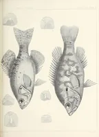 Picture 7 of 8 from Reports of explorations and surveys, to ascertain the most practicable and economical route for a railroad from the Mississippi River to the Pacific Ocean (1855), leaf 953