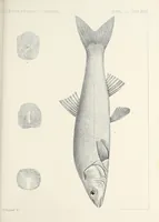 An illustration from Reports of explorations and surveys, to ascertain the most practicable and economical route for a railroad from the Mississippi River to the Pacific Ocean (1855)