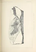 An illustration from Reports of explorations and surveys, to ascertain the most practicable and economical route for a railroad from the Mississippi River to the Pacific Ocean (1855)