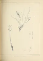 An illustration from Reports of explorations and surveys, to ascertain the most practicable and economical route for a railroad from the Mississippi River to the Pacific Ocean (1855)