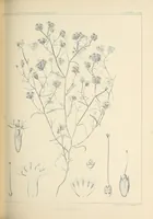 An illustration from Reports of explorations and surveys, to ascertain the most practicable and economical route for a railroad from the Mississippi River to the Pacific Ocean (1855)