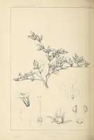 Picture 5 of 6 from Reports of explorations and surveys, to ascertain the most practicable and economical route for a railroad from the Mississippi River to the Pacific Ocean (1855), leaf 588