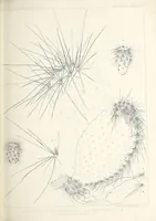 Picture 2 of 6 from Reports of explorations and surveys, to ascertain the most practicable and economical route for a railroad from the Mississippi River to the Pacific Ocean (1855), leaf 107
