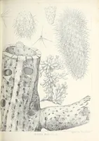 Picture 3 of 6 from Reports of explorations and surveys, to ascertain the most practicable and economical route for a railroad from the Mississippi River to the Pacific Ocean (1855), leaf 115