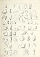 An illustration from Reports of explorations and surveys, to ascertain the most practicable and economical route for a railroad from the Mississippi River to the Pacific Ocean (1855)