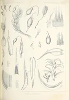 An illustration from Reports of explorations and surveys, to ascertain the most practicable and economical route for a railroad from the Mississippi River to the Pacific Ocean (1855)