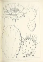 An illustration from Reports of explorations and surveys, to ascertain the most practicable and economical route for a railroad from the Mississippi River to the Pacific Ocean (1855)