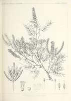 An illustration from Reports of explorations and surveys, to ascertain the most practicable and economical route for a railroad from the Mississippi River to the Pacific Ocean (1855)