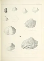 An illustration from Reports of explorations and surveys, to ascertain the most practicable and economical route for a railroad from the Mississippi River to the Pacific Ocean (1855)