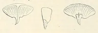 An illustration from Reports of explorations and surveys, to ascertain the most practicable and economical route for a railroad from the Mississippi River to the Pacific Ocean (1855)