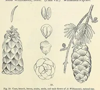 Picture 5 of 7 from Reports of explorations and surveys, to ascertain the most practicable and economical route for a railroad from the Mississippi River to the Pacific Ocean (1855), leaf 375