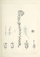 An illustration from Reports of explorations and surveys, to ascertain the most practicable and economical route for a railroad from the Mississippi River to the Pacific Ocean (1855)
