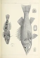 An illustration from Reports of explorations and surveys, to ascertain the most practicable and economical route for a railroad from the Mississippi River to the Pacific Ocean (1855)
