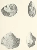 An illustration from Reports of explorations and surveys, to ascertain the most practicable and economical route for a railroad from the Mississippi River to the Pacific Ocean (1855)
