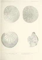 An illustration from Reports of explorations and surveys, to ascertain the most practicable and economical route for a railroad from the Mississippi River to the Pacific Ocean (1855)