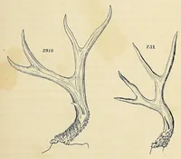 Picture 1 of 6 from Reports of explorations and surveys, to ascertain the most practicable and economical route for a railroad from the Mississippi River to the Pacific Ocean (1855), leaf 711