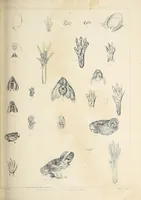 An illustration from Reports of explorations and surveys, to ascertain the most practicable and economical route for a railroad from the Mississippi River to the Pacific Ocean (1855)