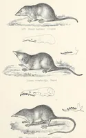Picture 3 of 6 from Reports of explorations and surveys, to ascertain the most practicable and economical route for a railroad from the Mississippi River to the Pacific Ocean (1855), leaf 833