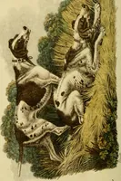 An illustration from The Repository of arts, literature, commerce, manufactures, fashions and politics (1809)